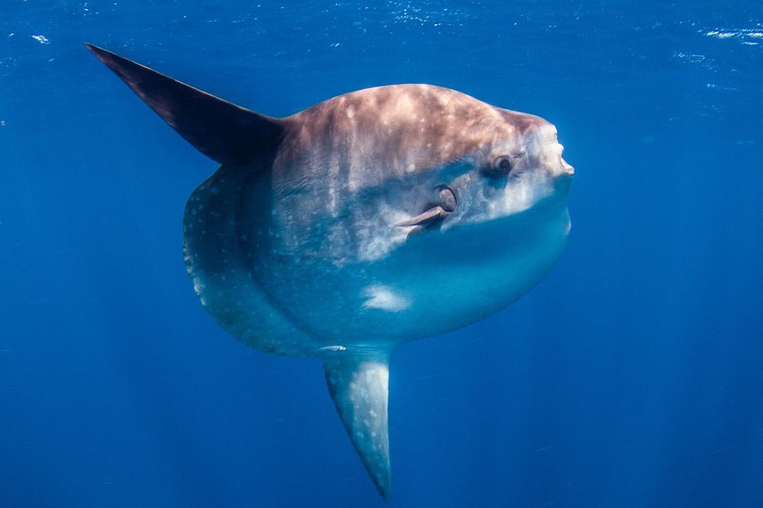 Encountering Mola Mola in Fuvahmulah