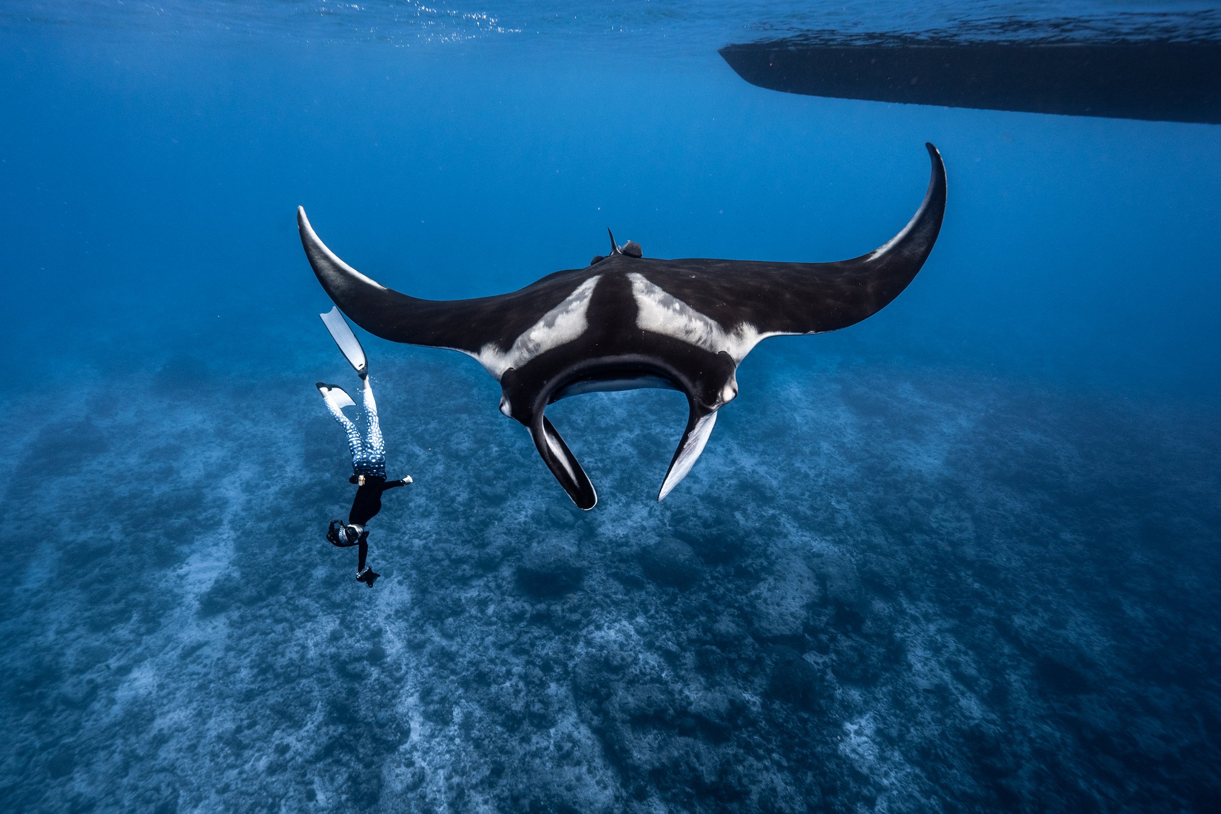 Oceanic Manta Ray Diving in Fuvahmulah | Ultimate Guide 2024