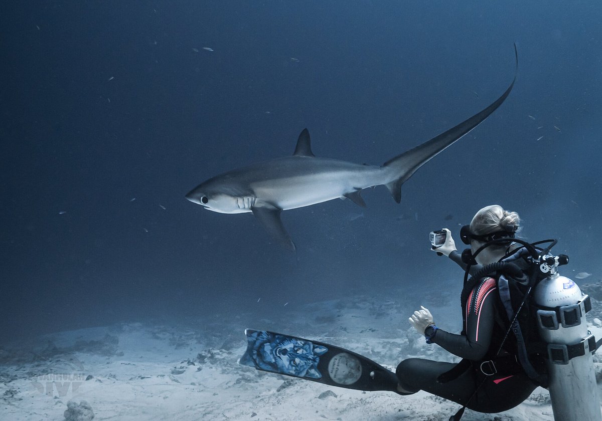 Fuvahmulah Diving Guide